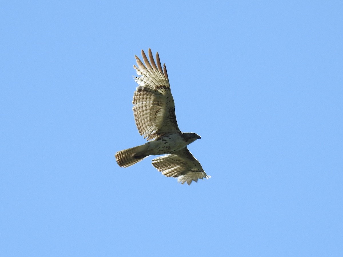 Red-tailed Hawk - Shane Sater