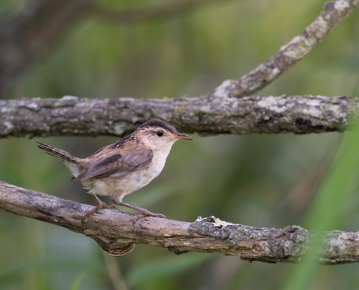 Marsh Wren - Erica Heusser