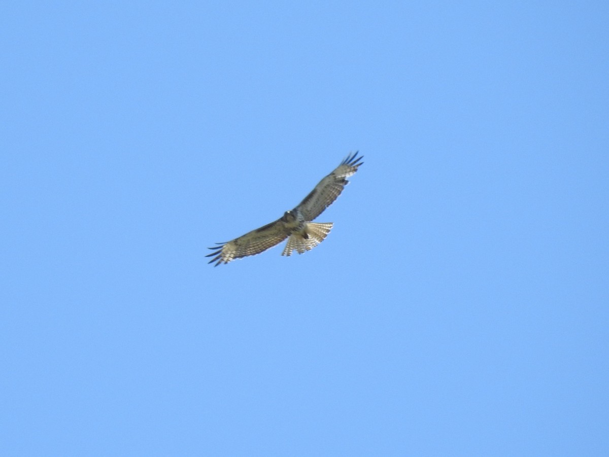 Red-tailed Hawk - Shane Sater