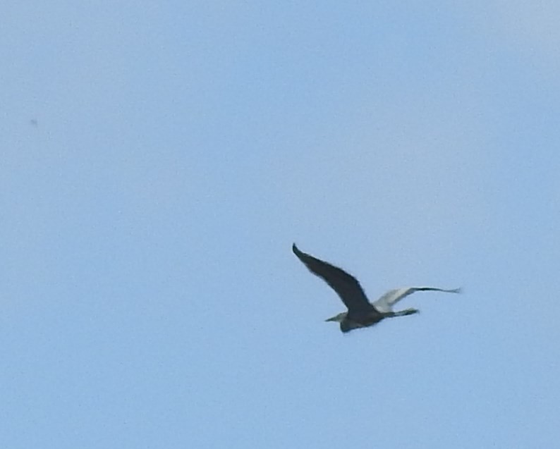 Great Blue Heron - Shane Sater