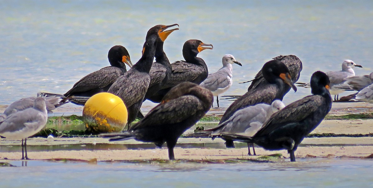 Double-crested Cormorant - ML598161801