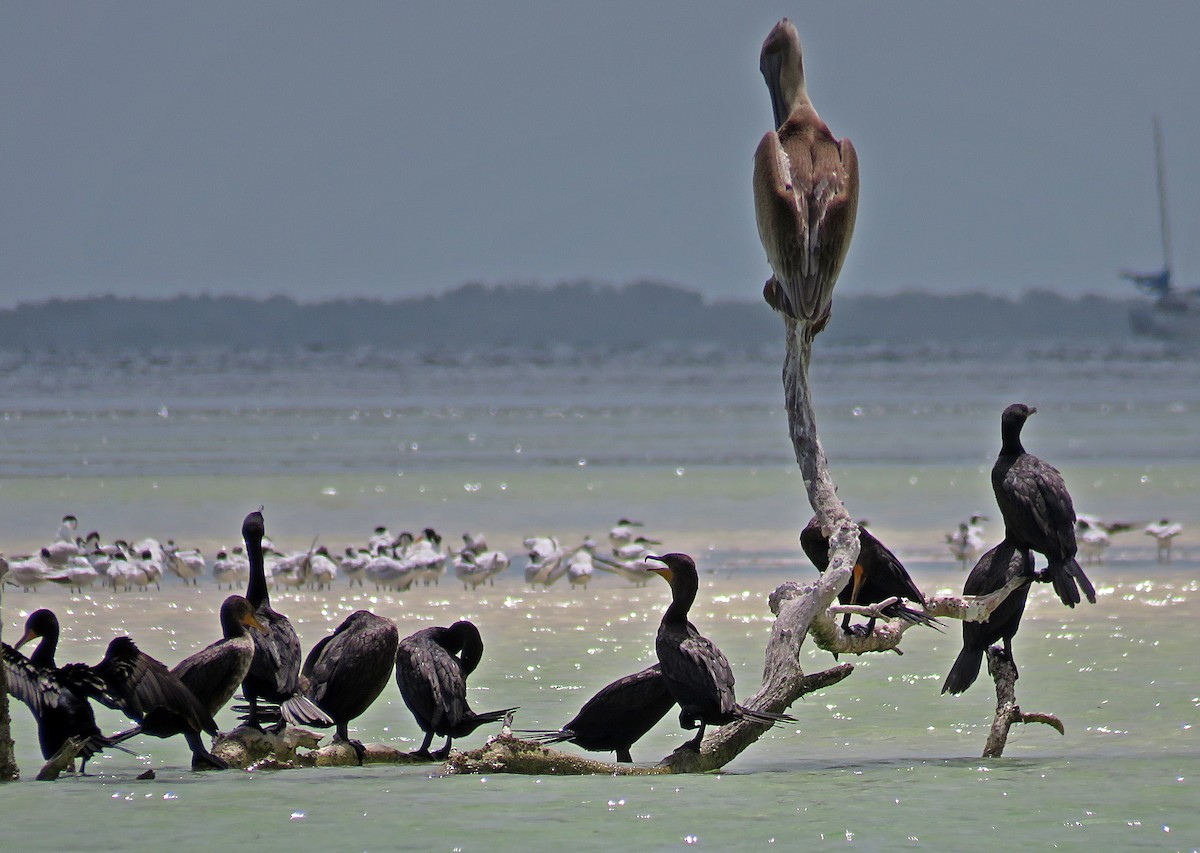 Double-crested Cormorant - ML598161841