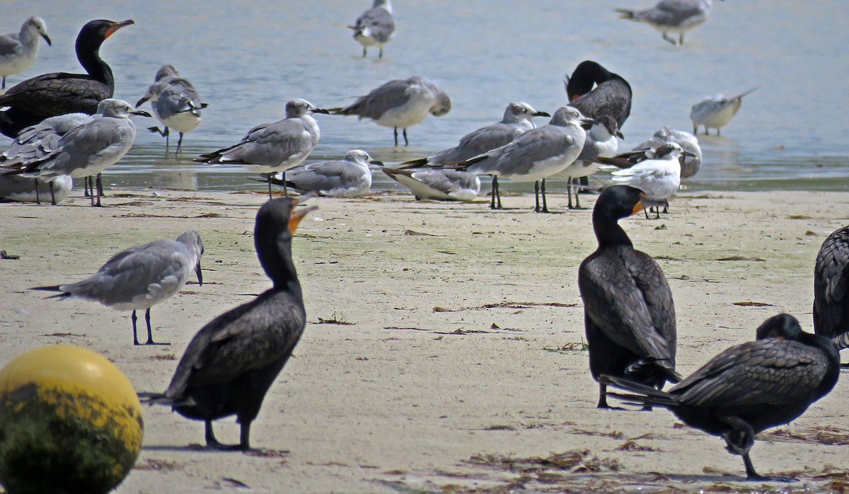 Double-crested Cormorant - ML598161851