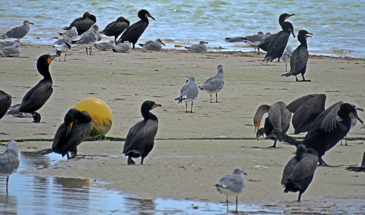 Double-crested Cormorant - ML598161891