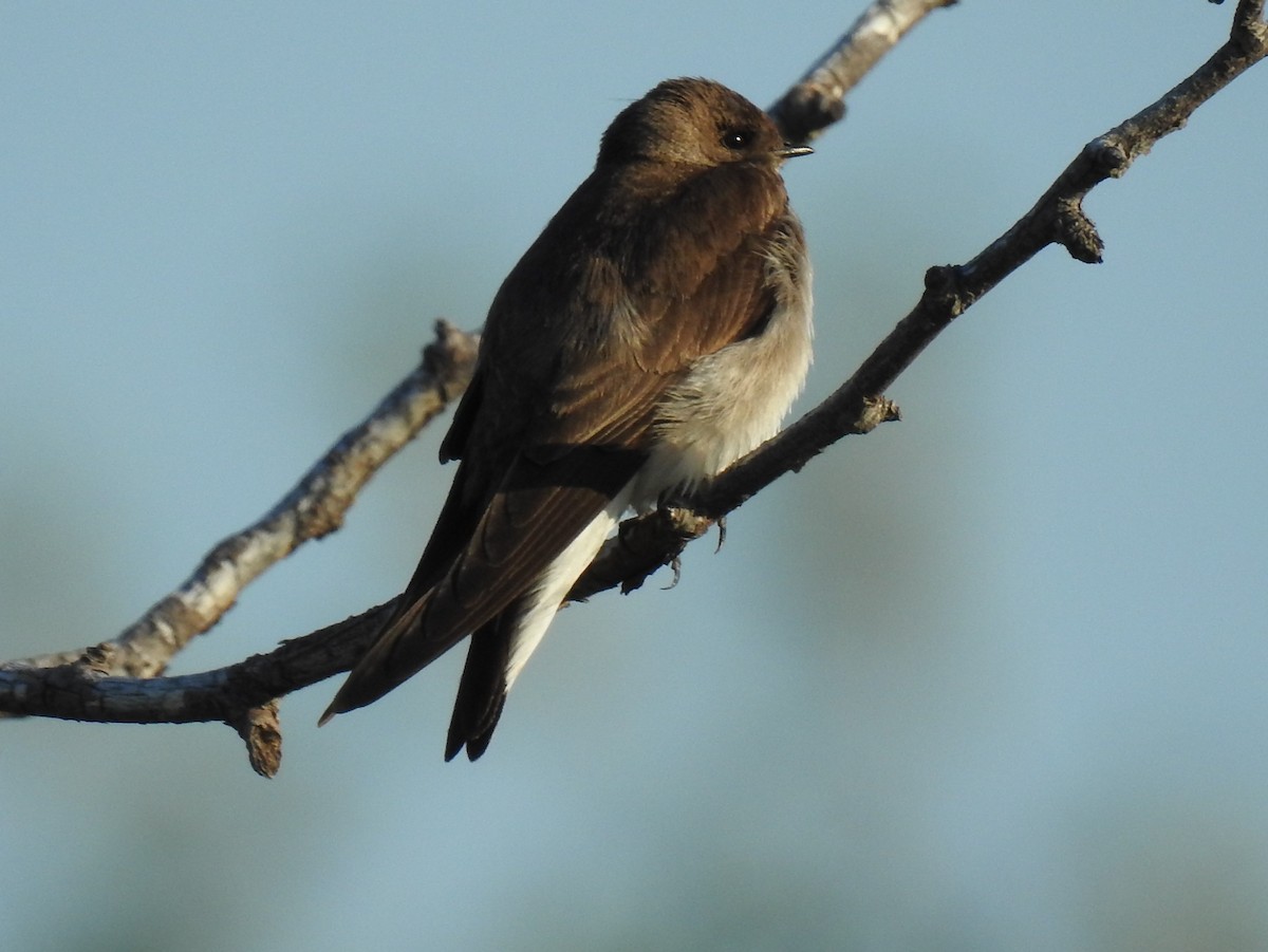 Hirondelle à ailes hérissées - ML59816191