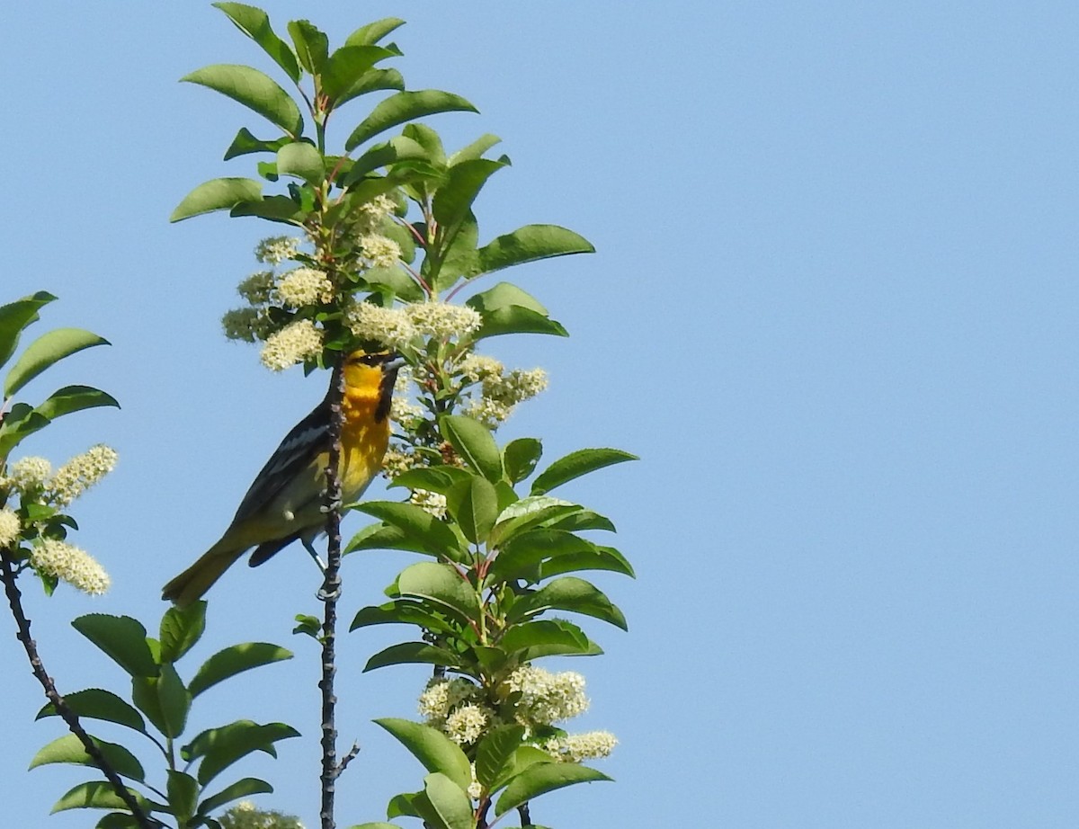 Bullock's Oriole - ML59816201