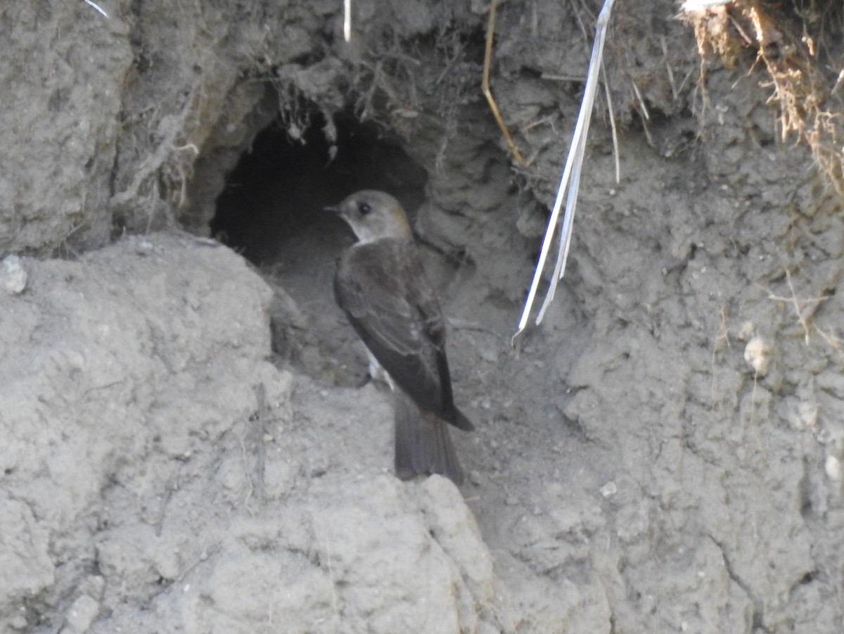 Northern Rough-winged Swallow - ML59816211