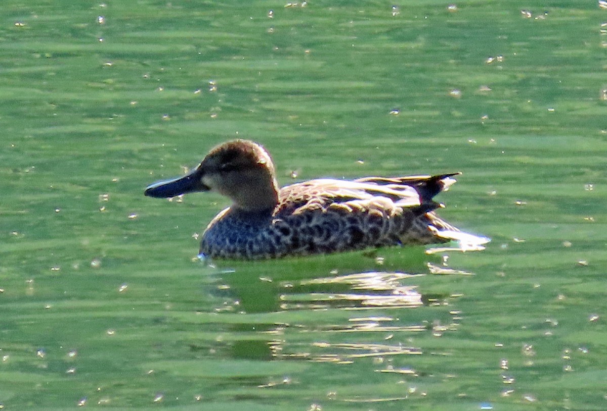 Blue-winged Teal - ML598162421