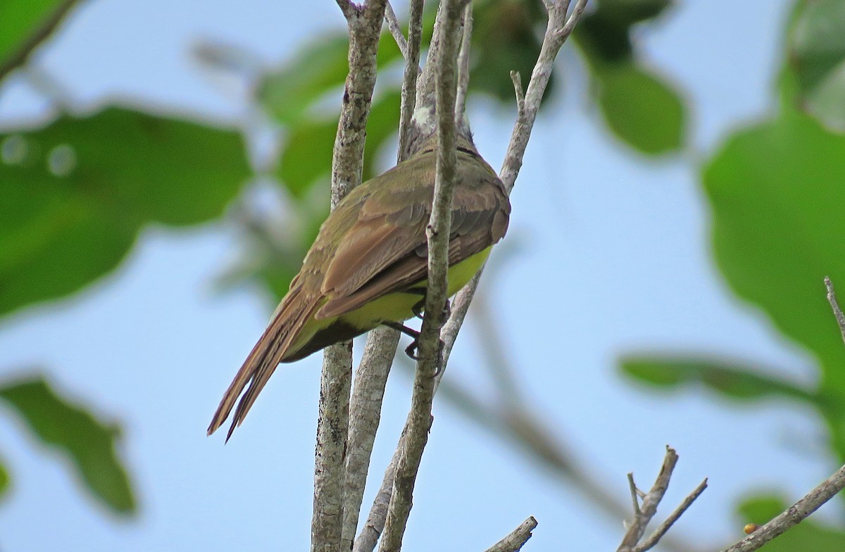 Social Flycatcher - ML598162601