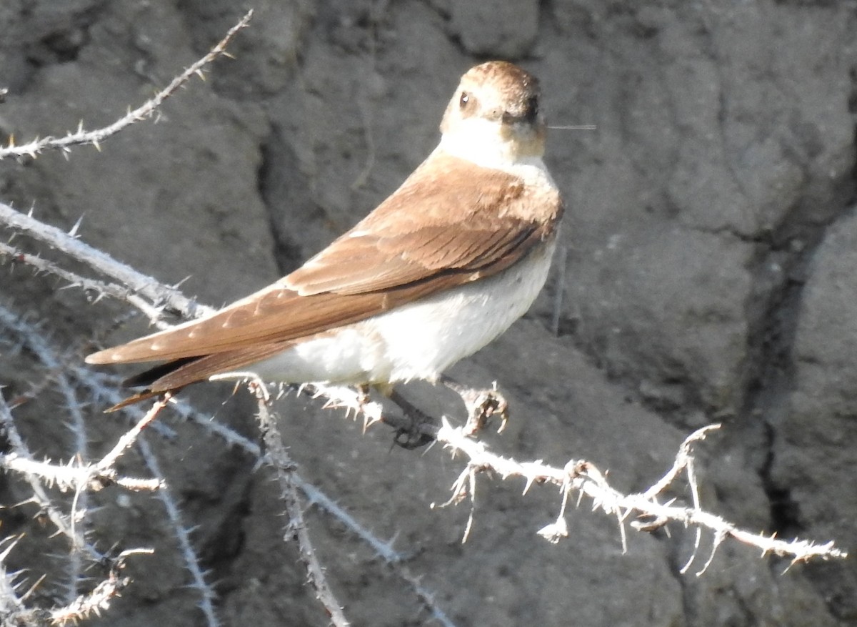 Northern Rough-winged Swallow - Shane Sater