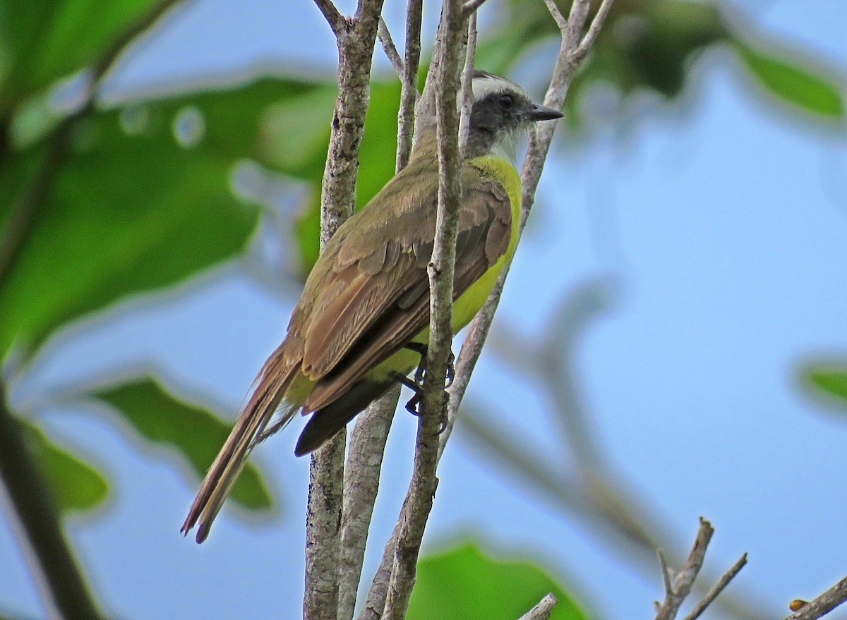 Social Flycatcher - ML598162621