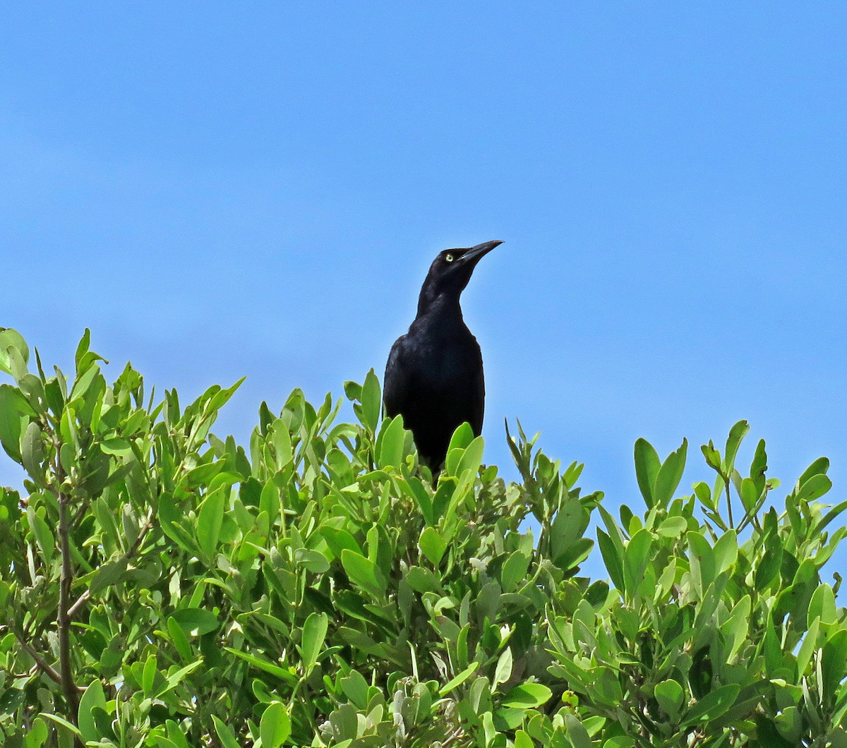 Great-tailed Grackle - ML598162661