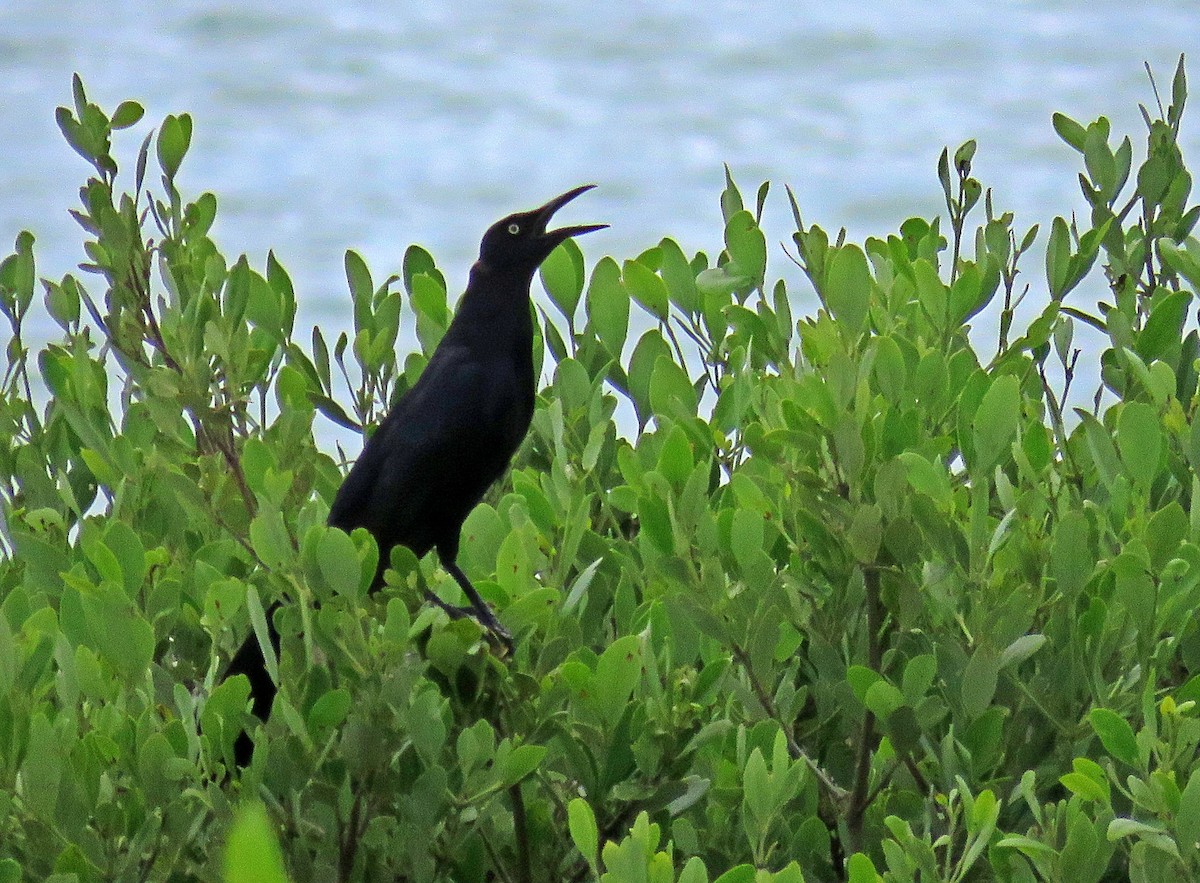 Great-tailed Grackle - ML598162671