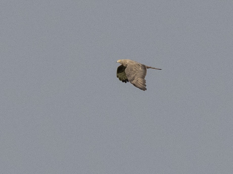 European Honey-buzzard - ML598162851
