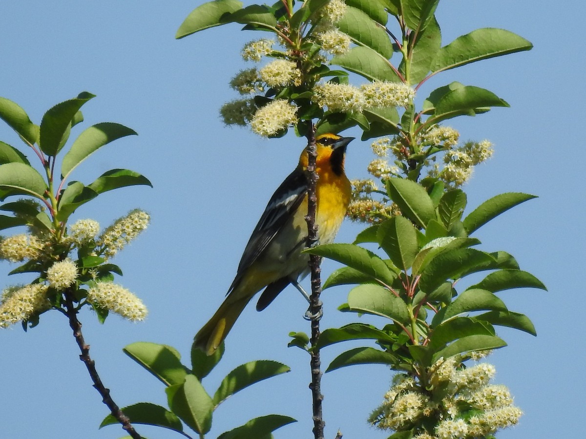 Bullock's Oriole - Shane Sater