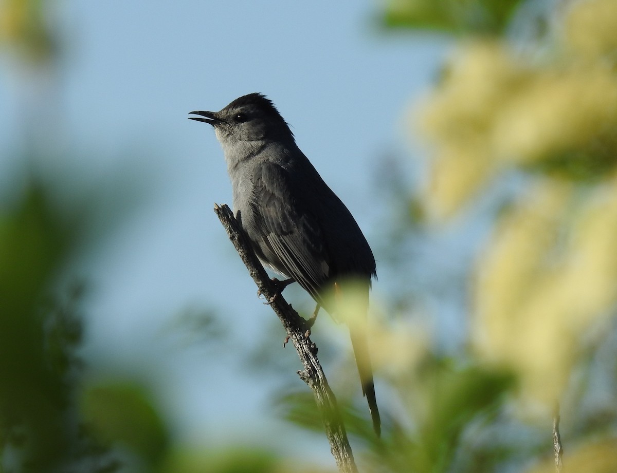 Pájaro Gato Gris - ML59816321