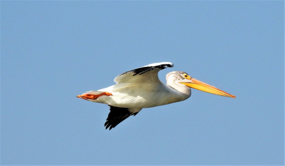 American White Pelican - ML598163261