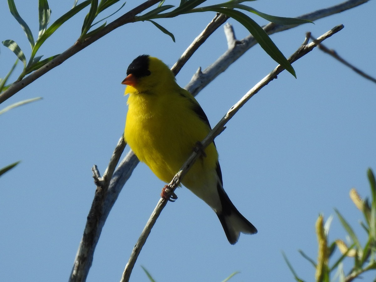 Chardonneret jaune - ML59816331