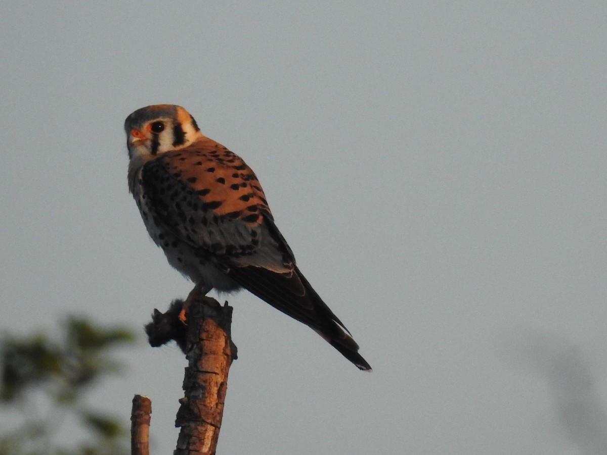 American Kestrel - Shane Sater