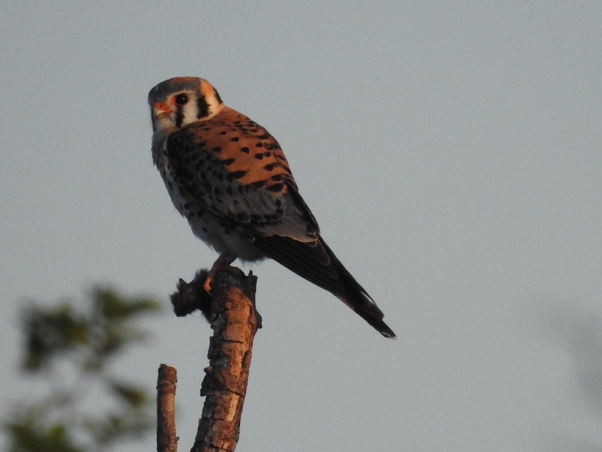 American Kestrel - ML59816351