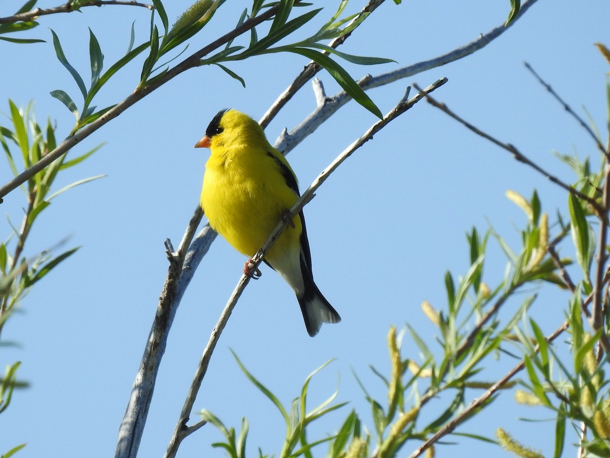 American Goldfinch - Shane Sater