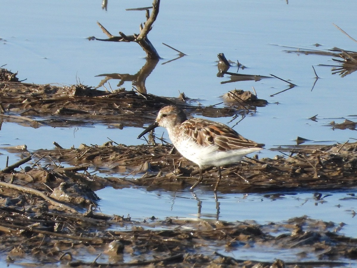 Least Sandpiper - ML598163681
