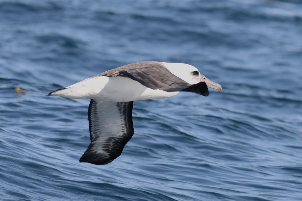 Albatros de Laysan - ML598164911