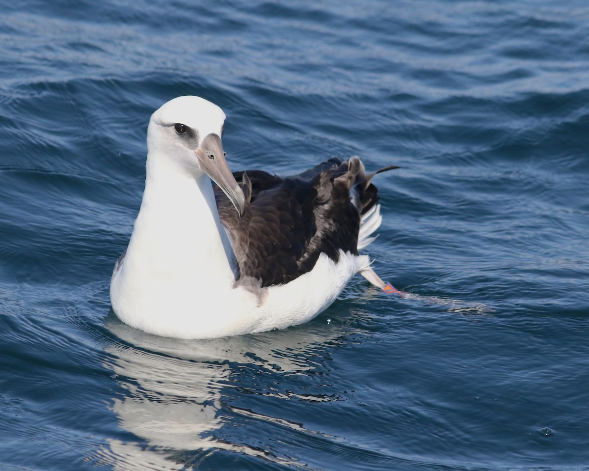 albatros laysanský - ML598164971