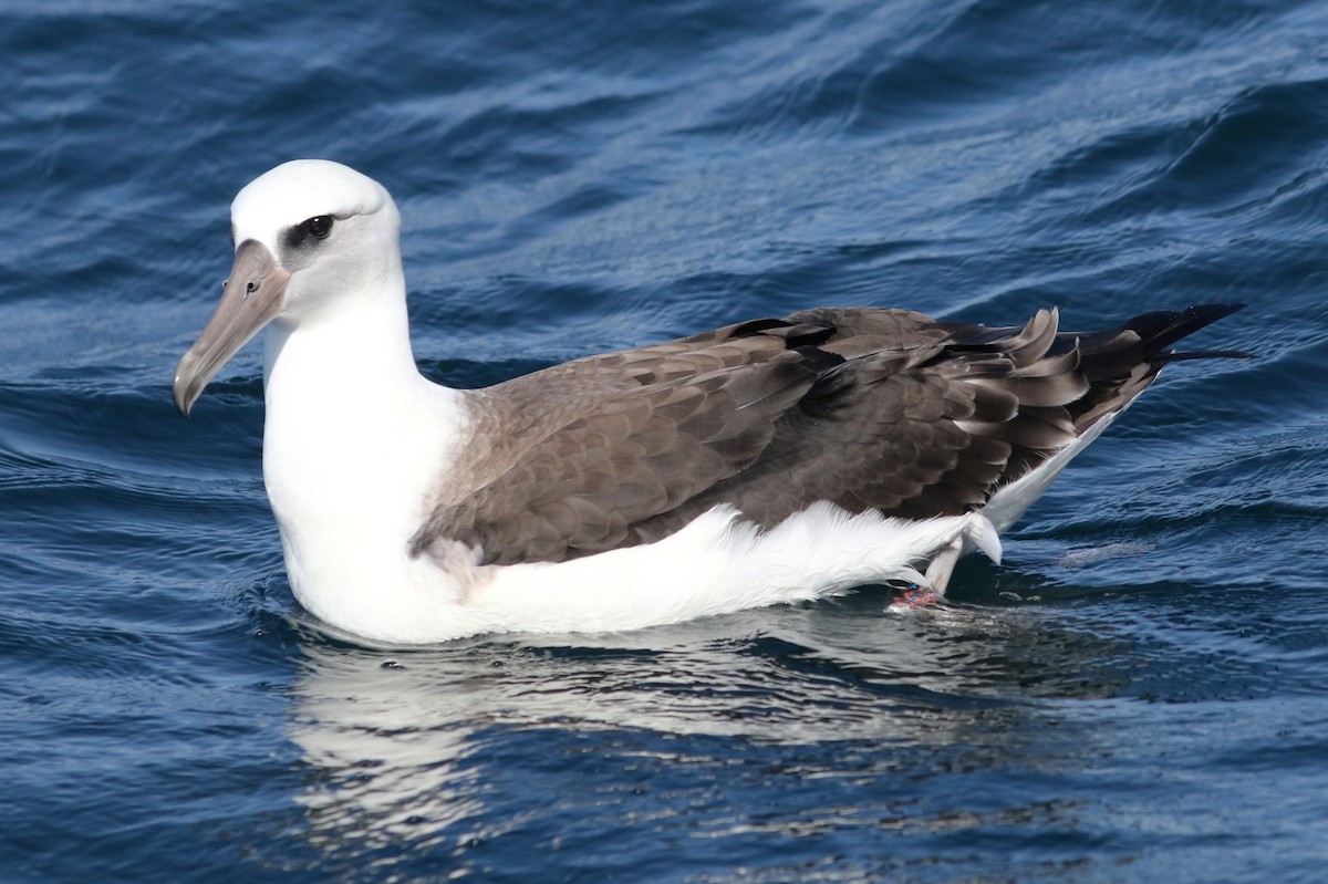 Laysan Albatrosu - ML598164991