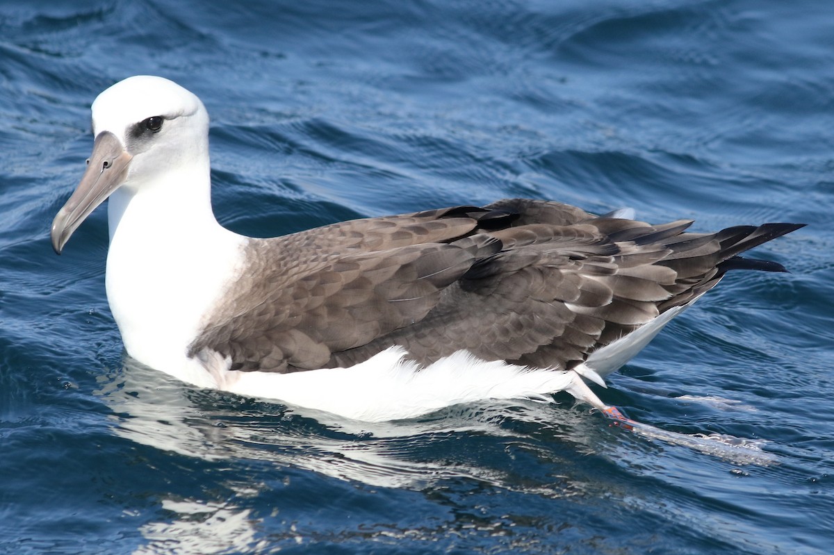 albatros laysanský - ML598165021