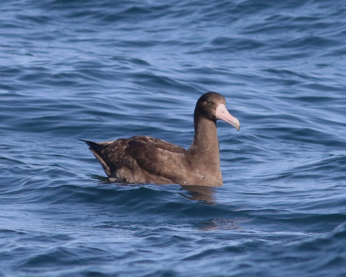 Albatros à queue courte - ML598165181