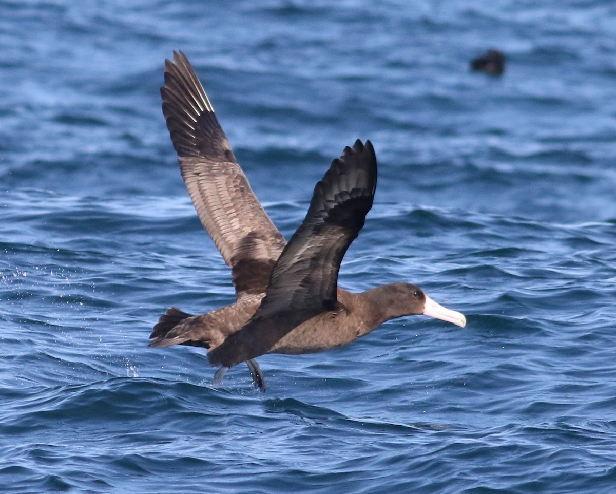 albatros bělohřbetý - ML598165251