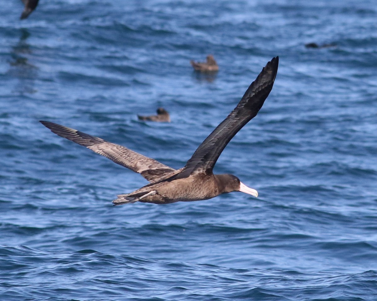 Albatros à queue courte - ML598165281