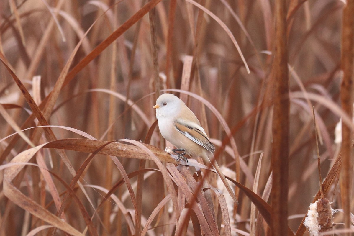 Bearded Reedling - ML598165641