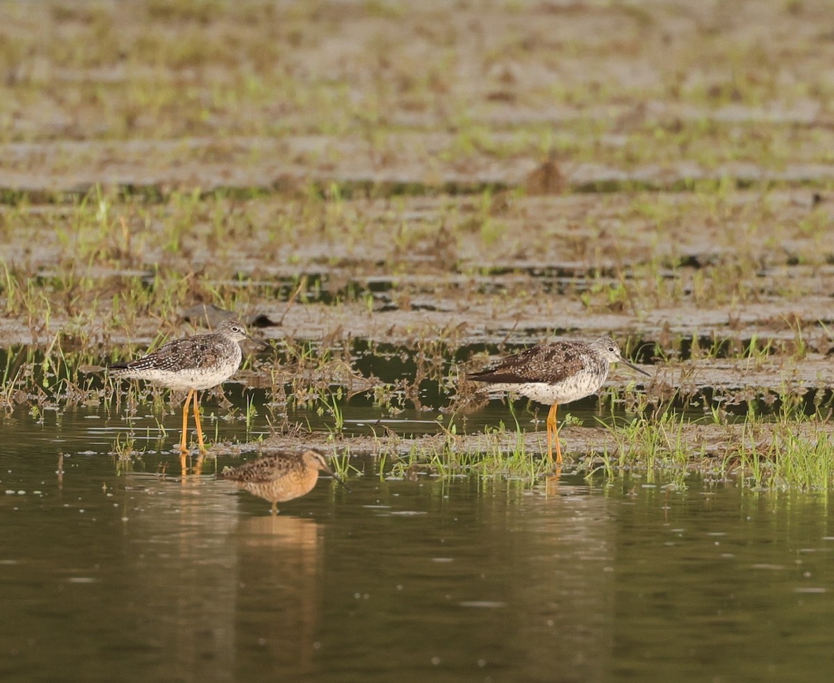 Short-billed Dowitcher - ML598165811