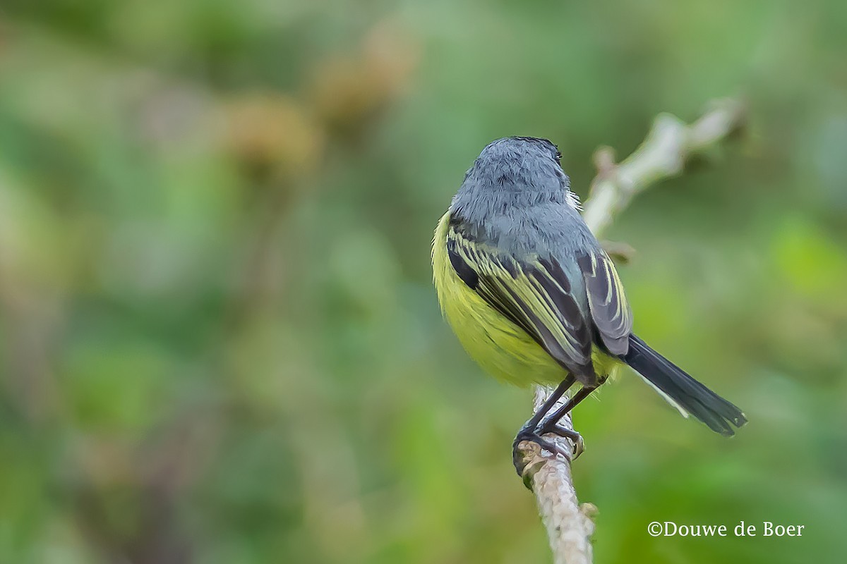 Common Tody-Flycatcher - ML598166281