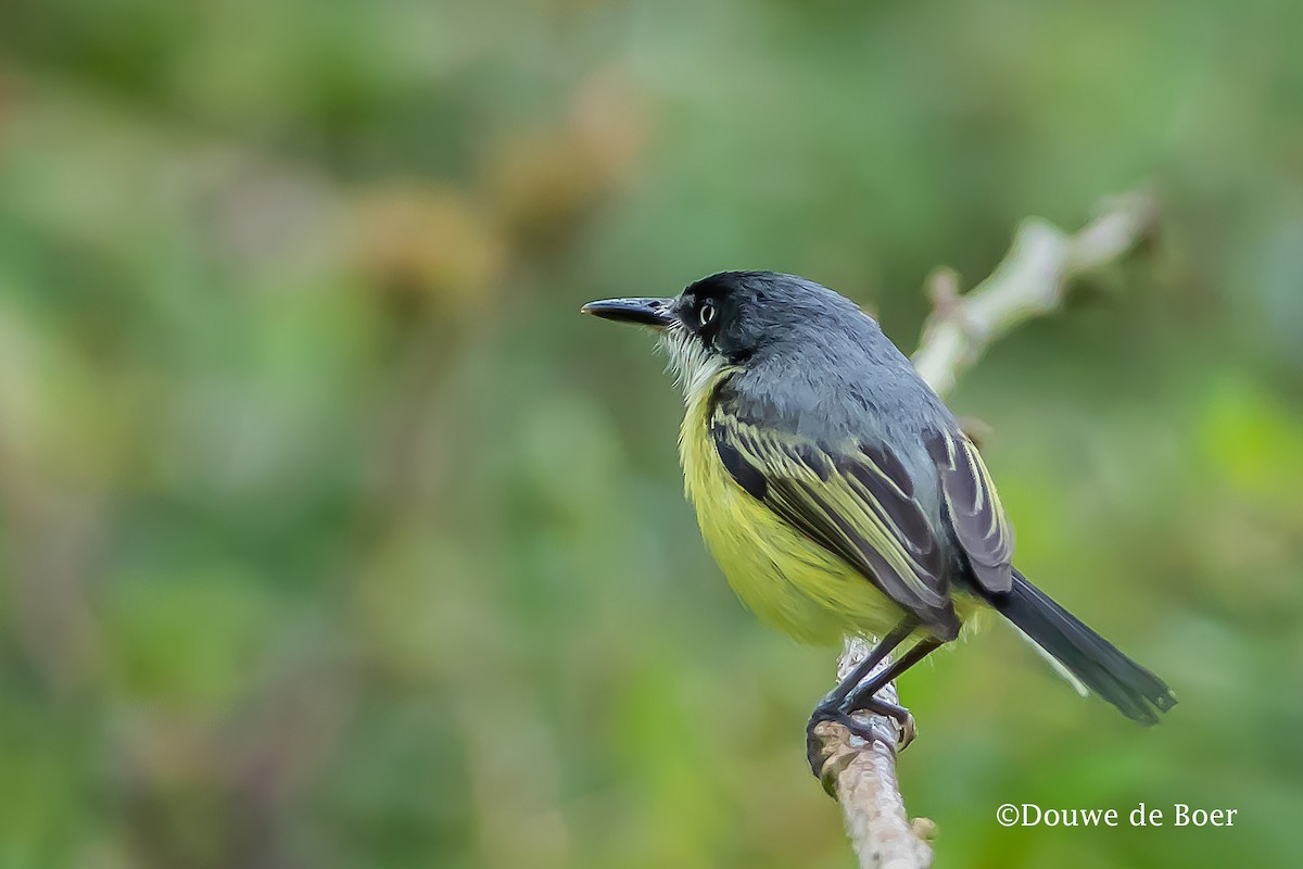 Common Tody-Flycatcher - ML598166291