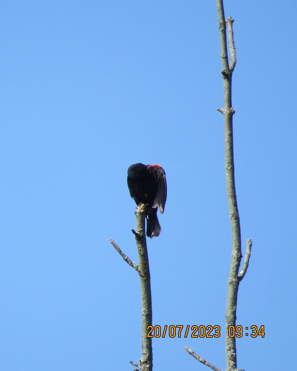 Red-winged Blackbird - Gary Bletsch