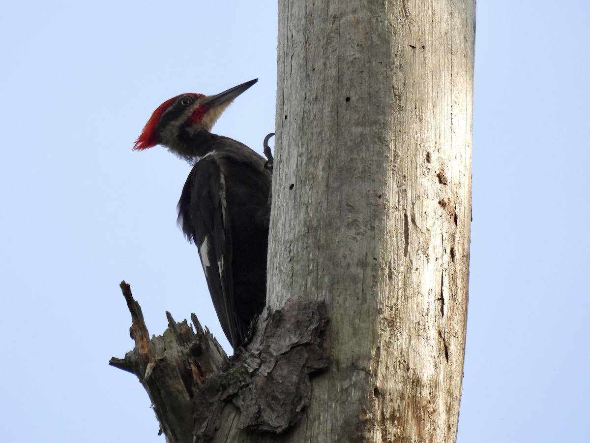 Pileated Woodpecker - ML598167651