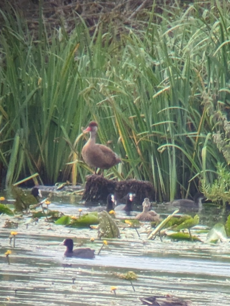 Red-crested Pochard - ML598169221