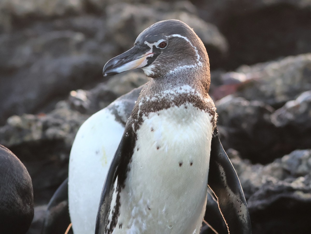 Galapagos Penguin - Millie and Peter Thomas