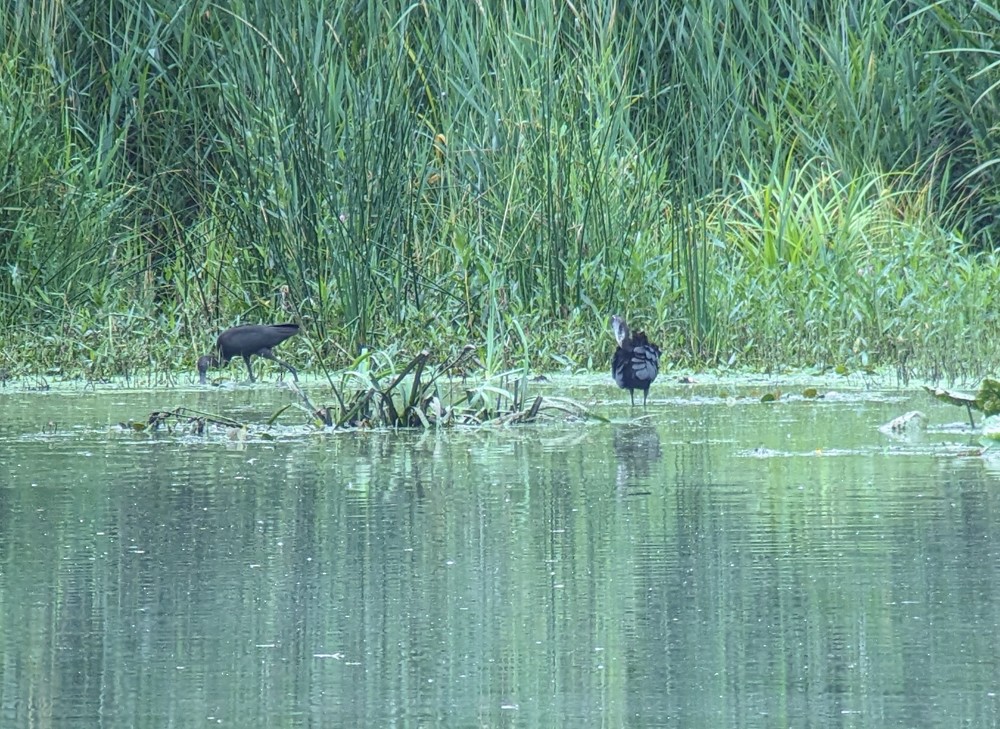 Glossy Ibis - ML598169391