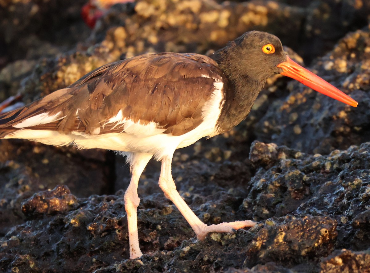 American Oystercatcher - Millie and Peter Thomas