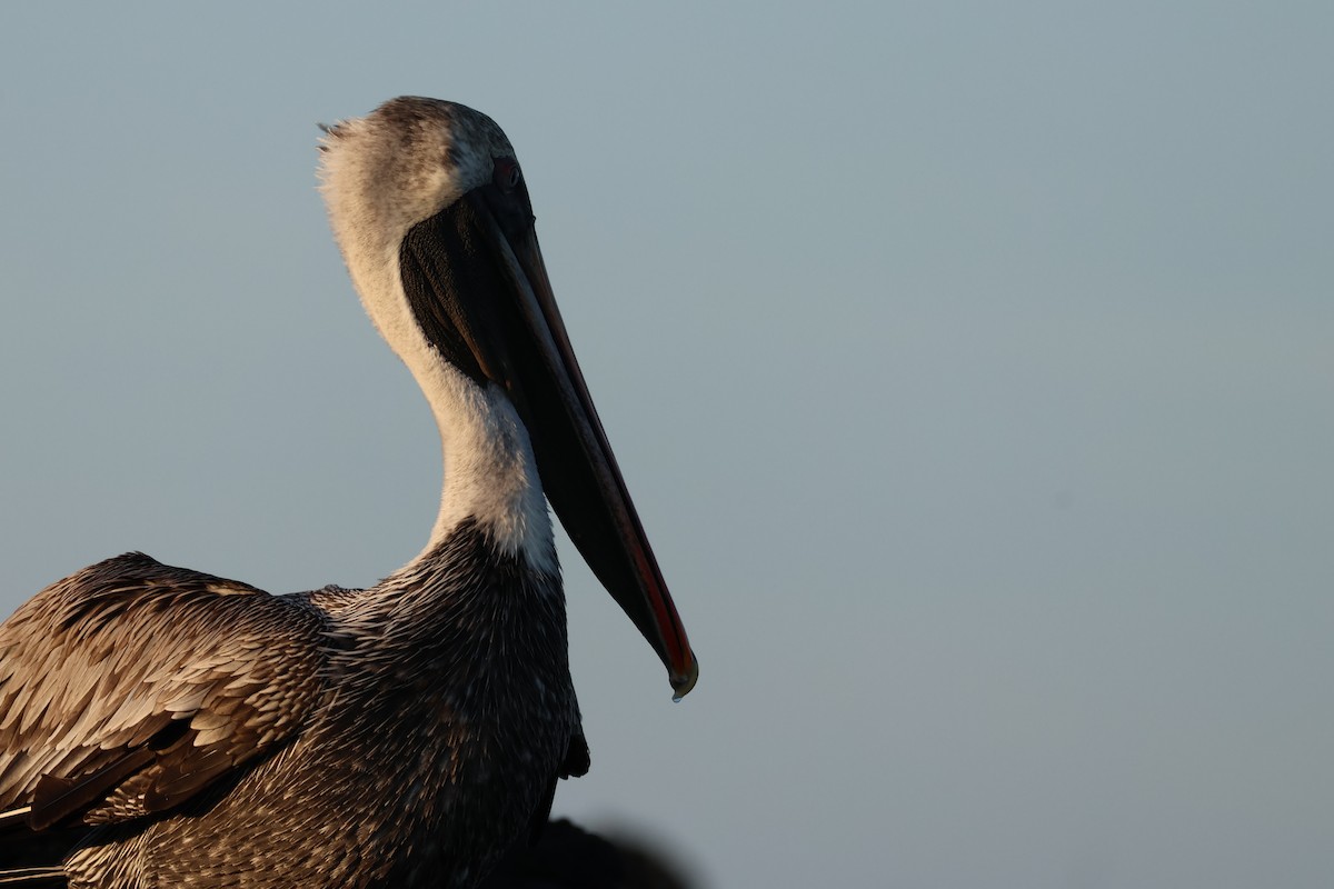 Brown Pelican (Galapagos) - Millie and Peter Thomas