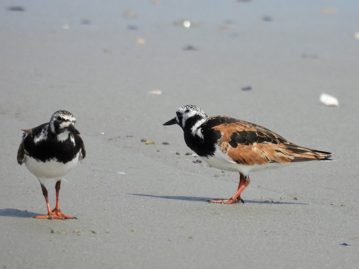 Ruddy Turnstone - ML598169781