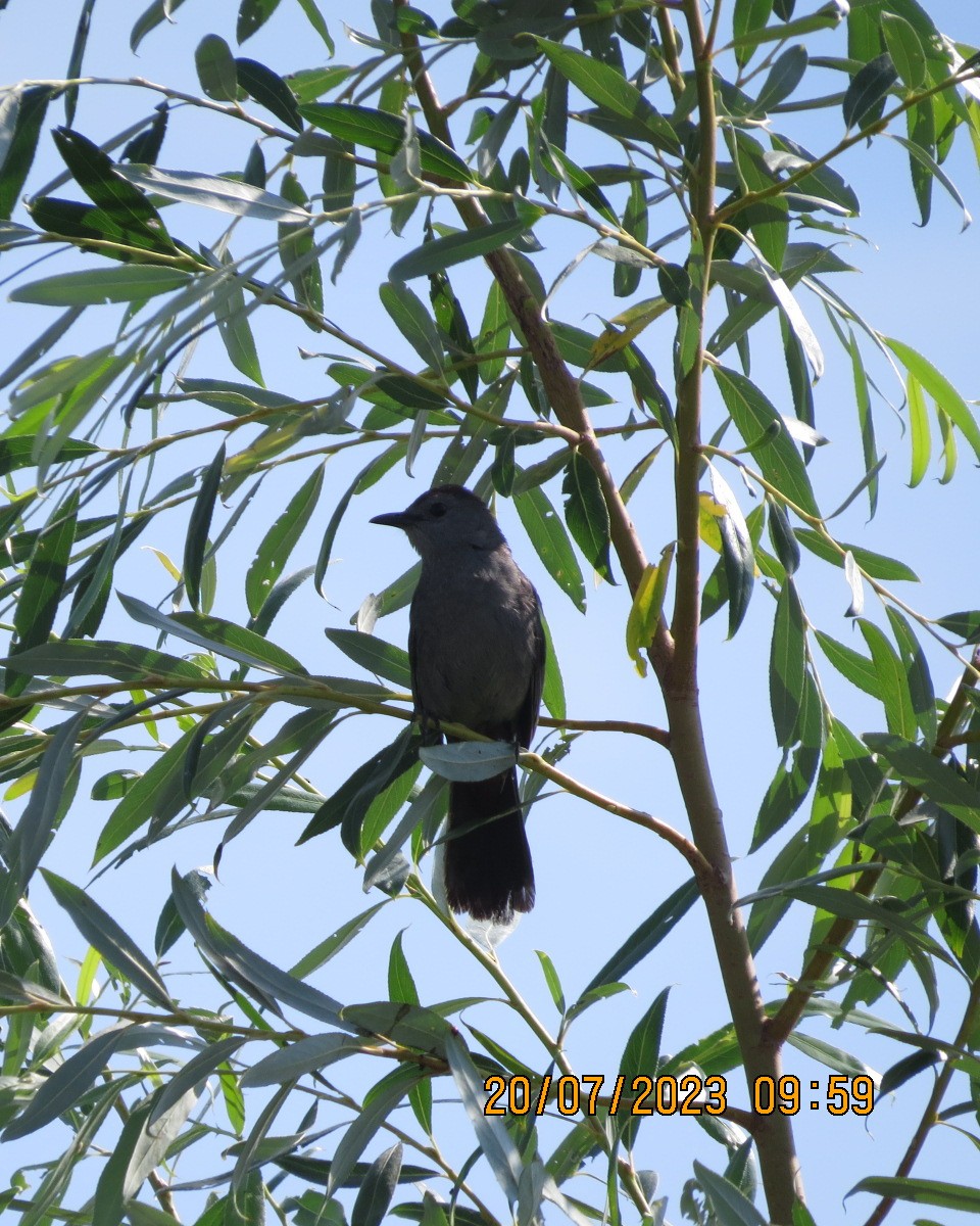 Gray Catbird - ML598170181