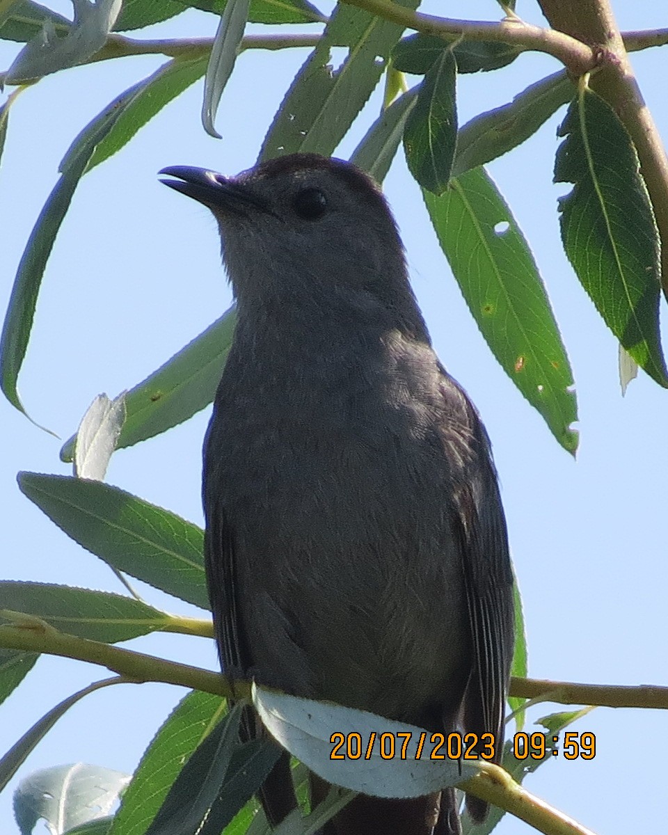 Gray Catbird - ML598170201