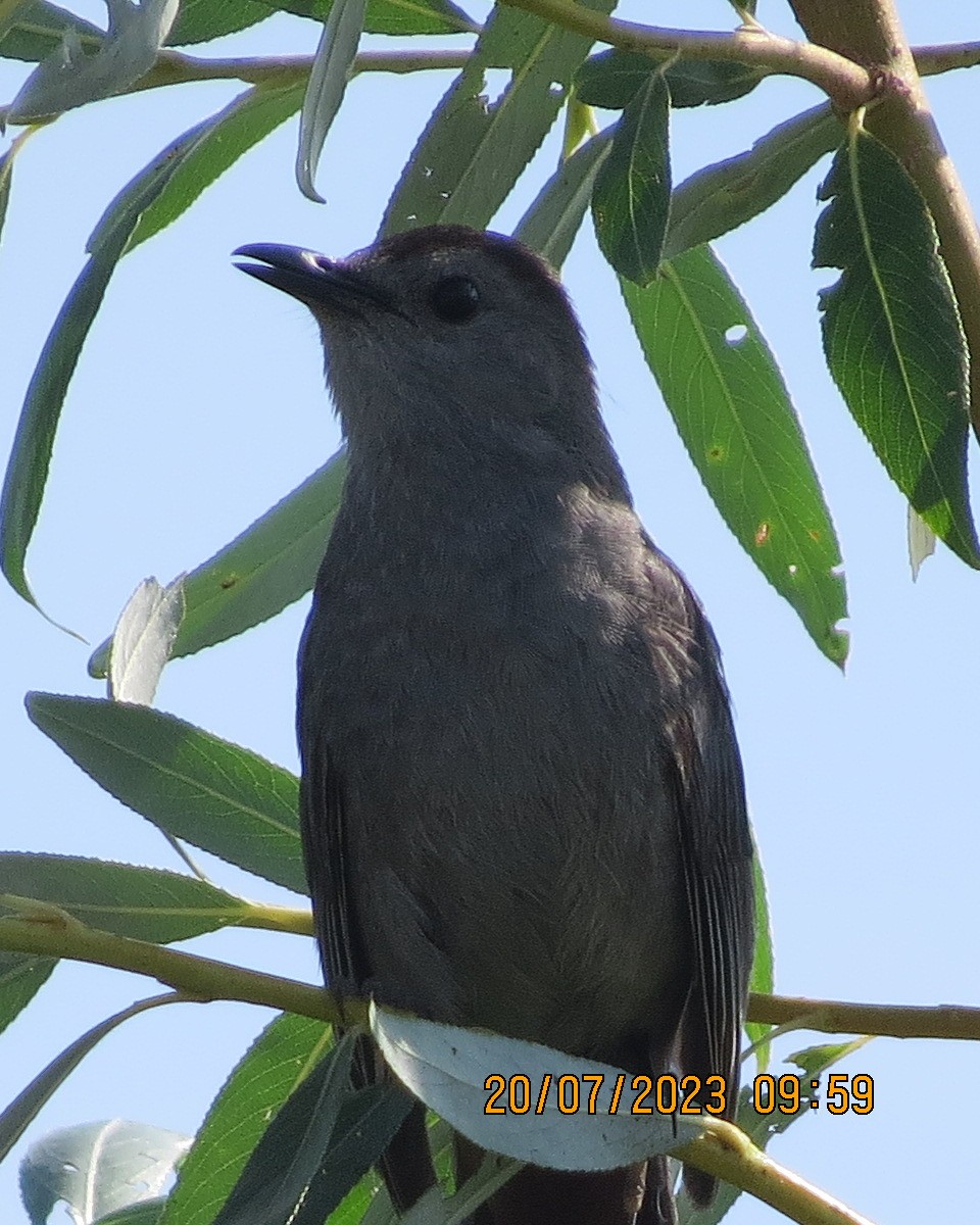 Gray Catbird - ML598170201