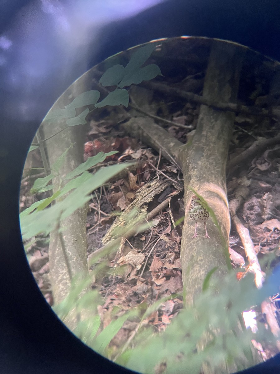 Wood Thrush - Nick Hegenauer