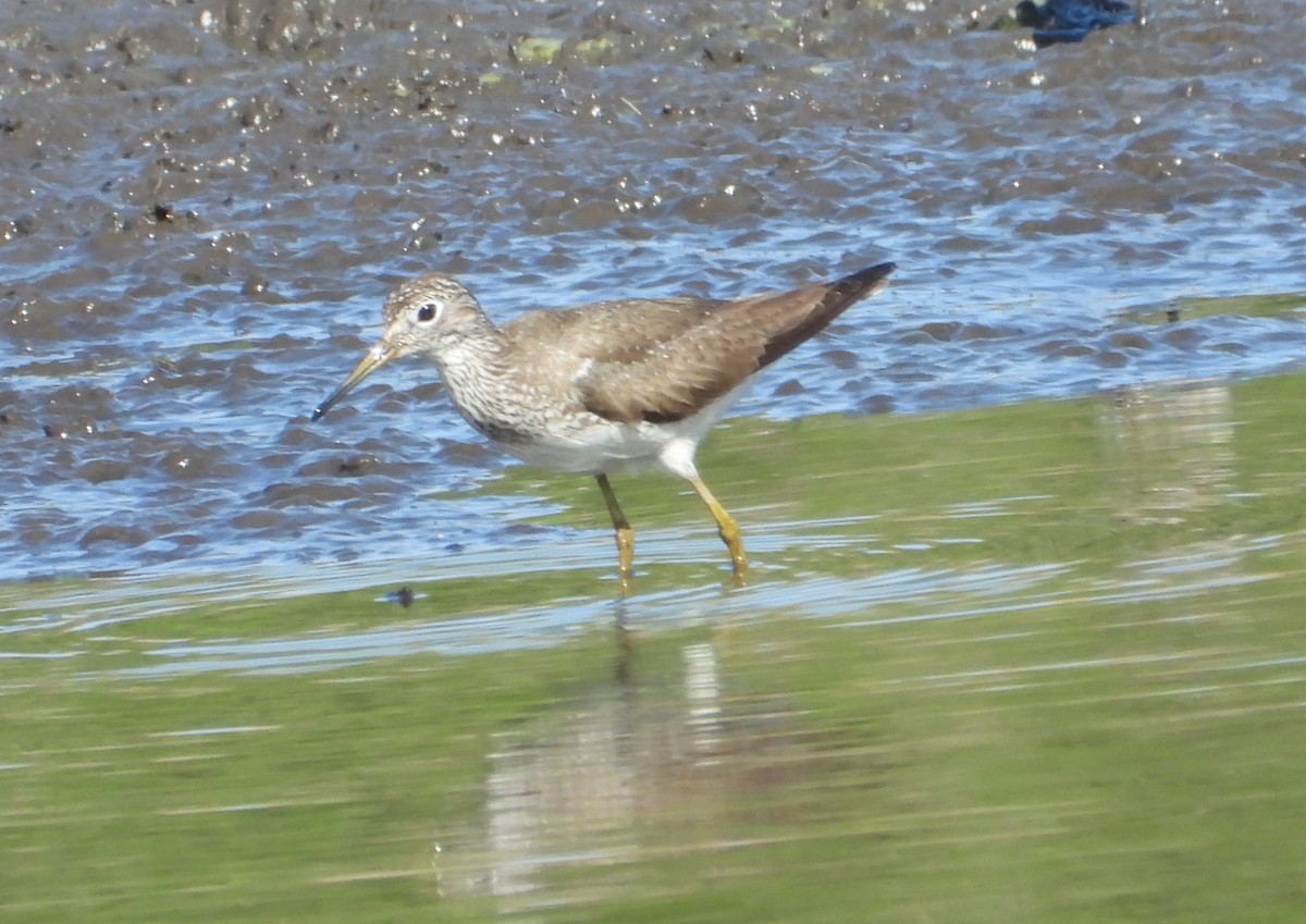 Solitary Sandpiper - ML598172821